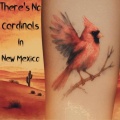 There's No Cardinals in New Mexico