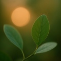 Spa Music Relaxation、SPA - Entangled In Euphoria