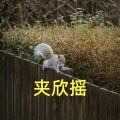 夹欣摇