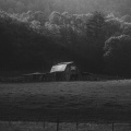 Al Umami - LONGSHOT