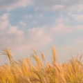 钢琴曲纯音乐