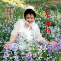人生如花(女声独唱)