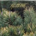 Alpine (Radio Edit)
