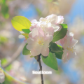 Soulloom苏洛牧 - 初晴