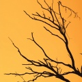 Leekoen - Venting