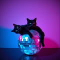 Lovenight - PussyCat