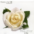 FLOWERS 10 White Rose ลาก่อน