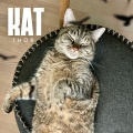 Thor - KAT