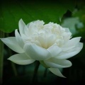 最爱读国学 - 《文殊菩萨心咒》