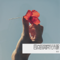 4点的海棠花未眠