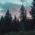 Dream Club - Soft