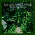 Enchanted Forest