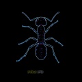 Erebus - ants