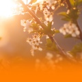 Soothing Sleep Music With Gentle Nature Sounds For Anxiety Relief And Deep Rest