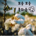 고수진 - 보송보송 목화솜