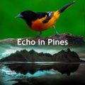 Echo in Pines