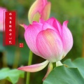 赖鸿根 - 佛顶尊胜佛母心咒