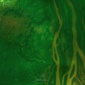 Quadrumana - The Bush