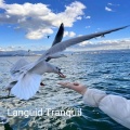 Relaxing Piano Music、Piano Dreams、Piano Mood - Lullaby Sensitive