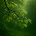 Nature Sound Collection、Sleep Sound Library、Nature Sounds Nature Music - Wild Drones