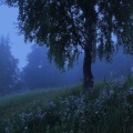 The Mercy of the Wind