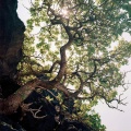 Ambient, Vol. III