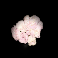 袁圆 - 落笔成书
