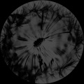 Wild Tarmac EP