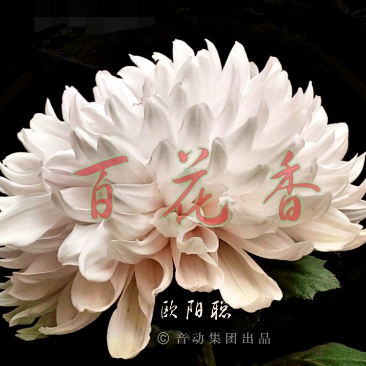 百花香简谱_百花香吉他谱 魏新雨 C调原版带前奏 弹唱谱(3)