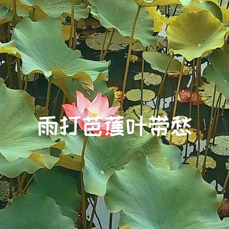 雨打芭蕉词曲谱_雨打芭蕉古筝曲谱(3)