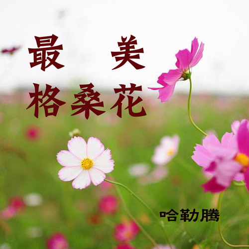 歌曲格桑花简谱_格桑花简谱歌谱(3)