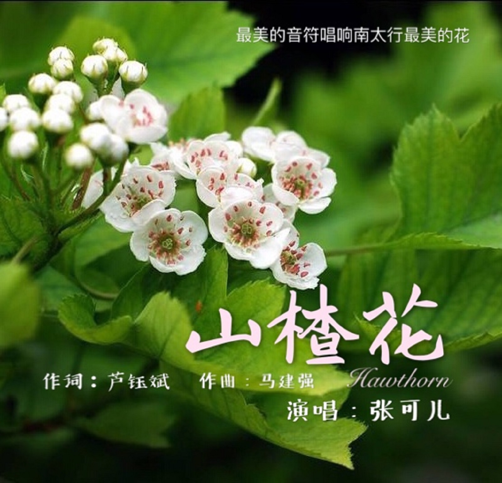 山楂花歌曲谱_山楂花图片