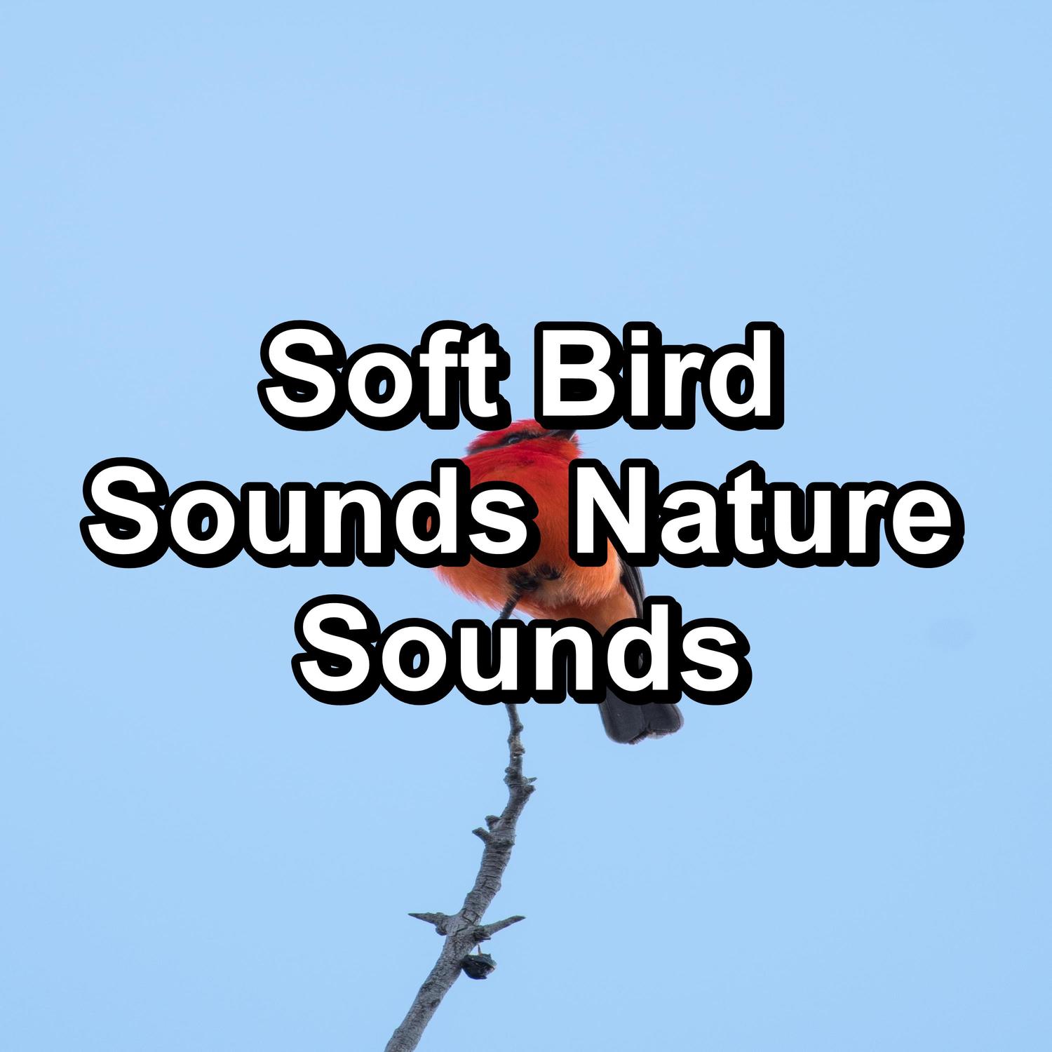 Forest Bird Sounds For Concentration Loopable Bird And Nature Sounds