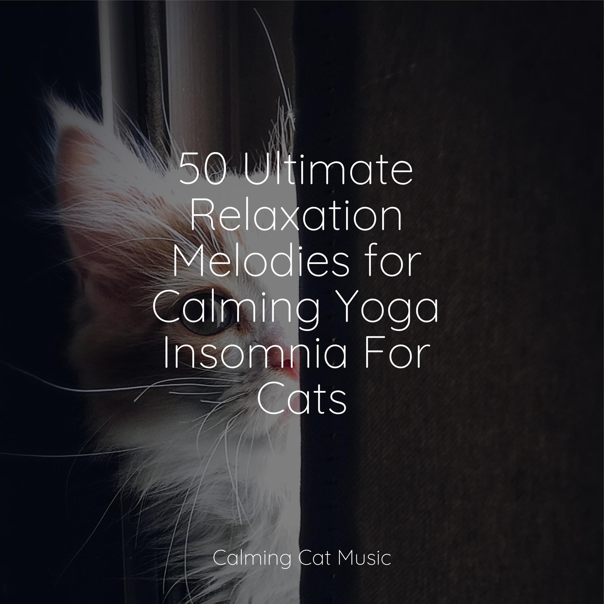 Music For Relaxation Music For Resting Catsmusic For Relaxing Cats