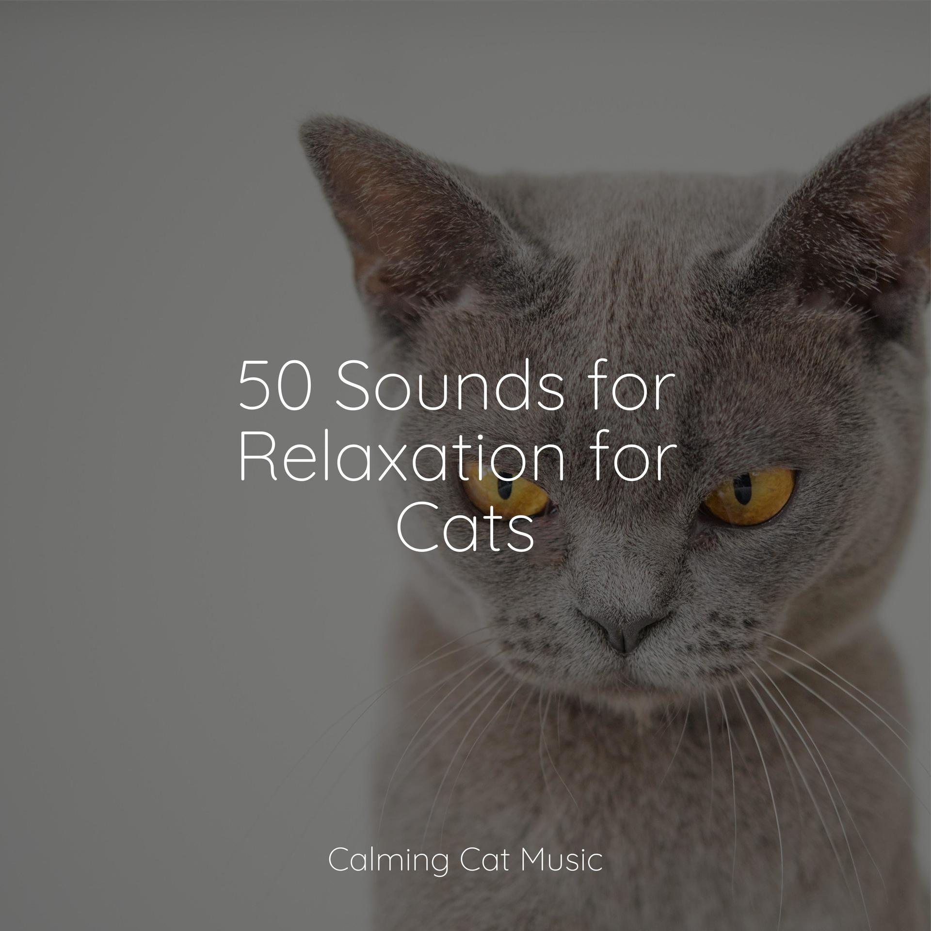 Counting Sheeprelaxmycat、cat Music Dreams、pet Care Music Therapy高音质在线