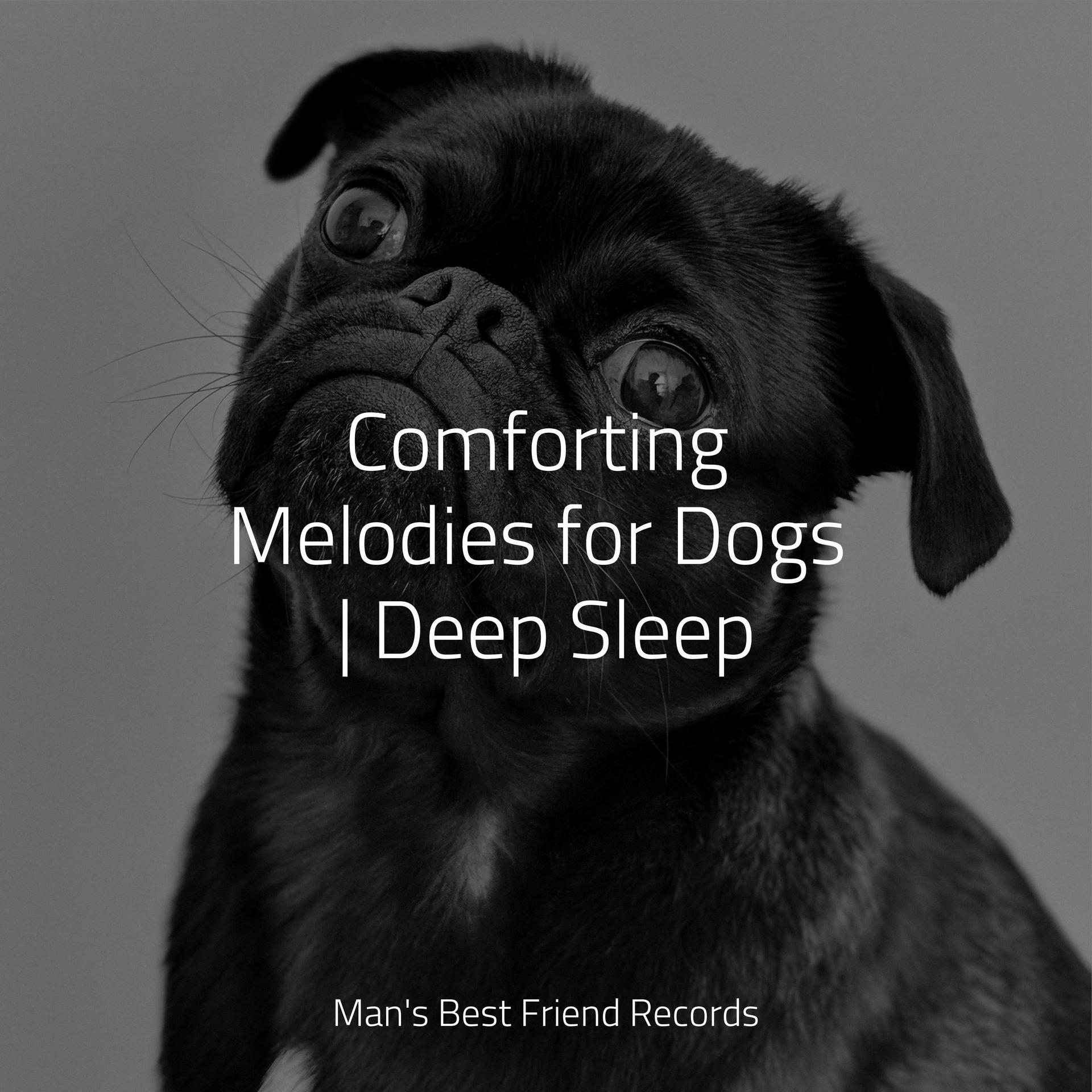 Pampered Paws Discover The Secret To A Gleaming Dog Without Leaving Home - s9mclb1