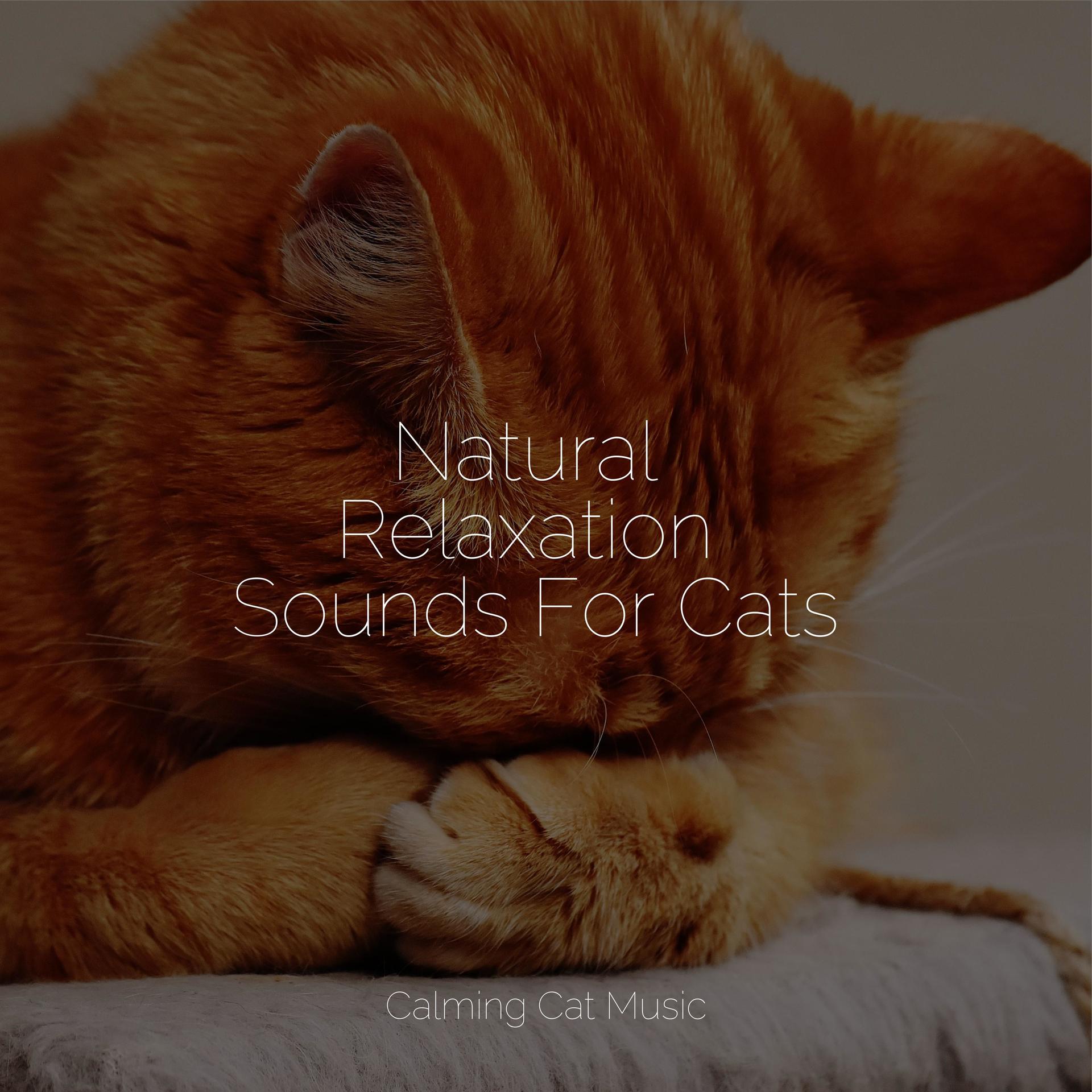 Pet Care Club Reviewssocial Post Detail - 8wuo9oj