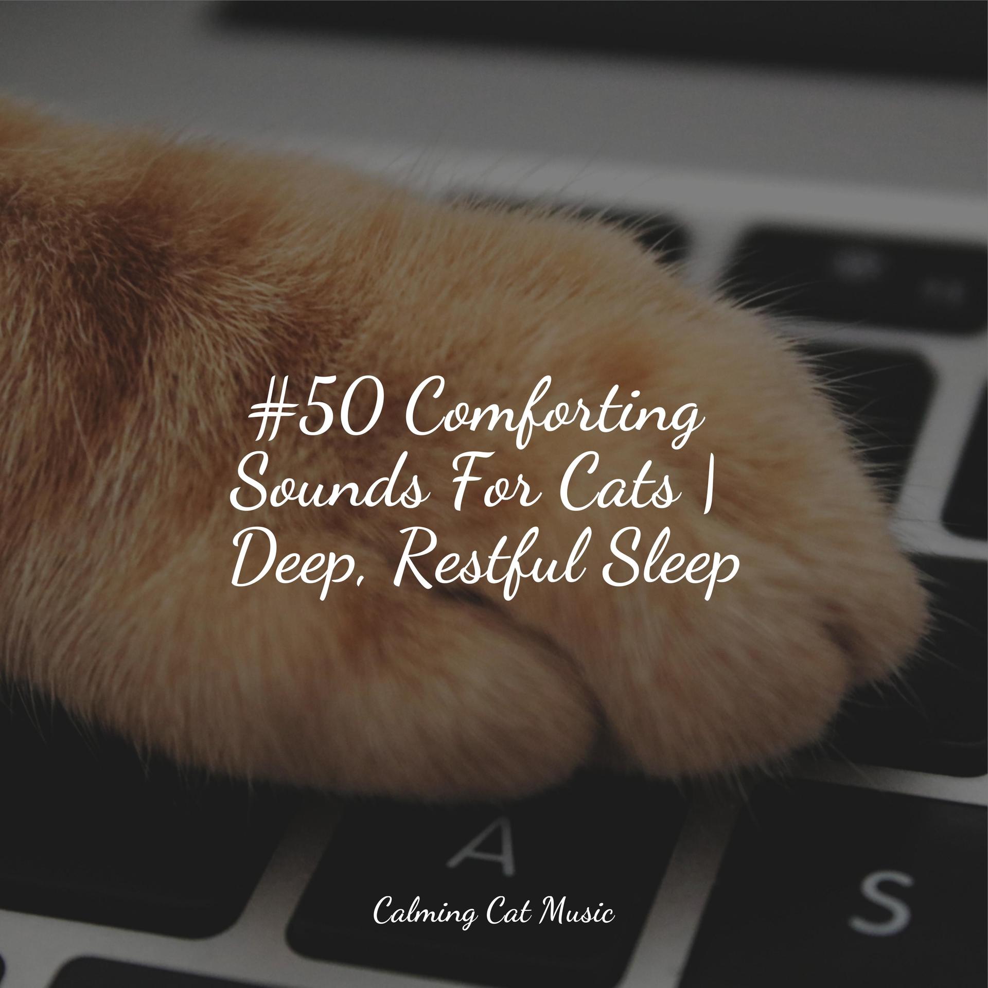 ambient-music-for-stress-relief-music-for-pets-library-pet-care-club