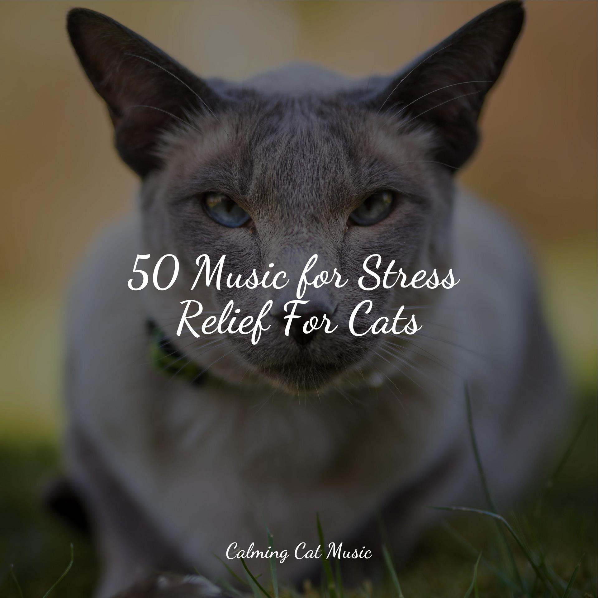 Massage Music Music For Resting CatsMusic For Relaxing CatsMusic For