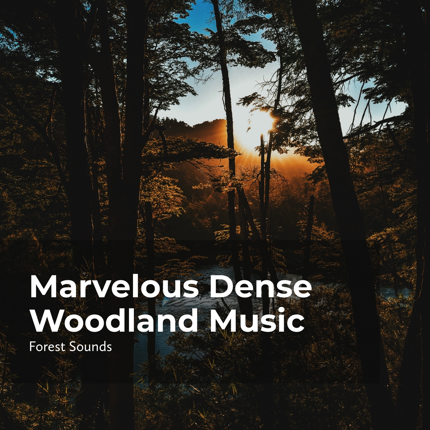 Distant Jungle Birds_Forest Sounds、Ambient Forest、Rainforest Sounds_高音质