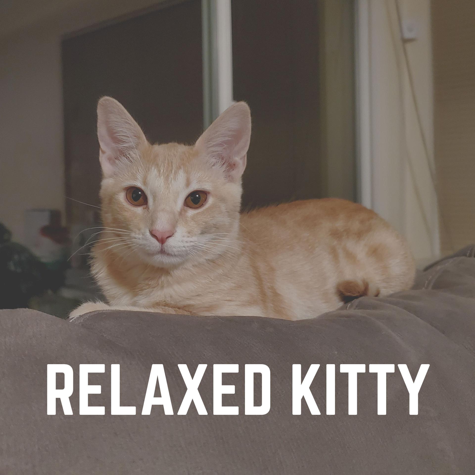 a-kitten-is-having-a-good-sleep-music-for-cats-a-kitten-is