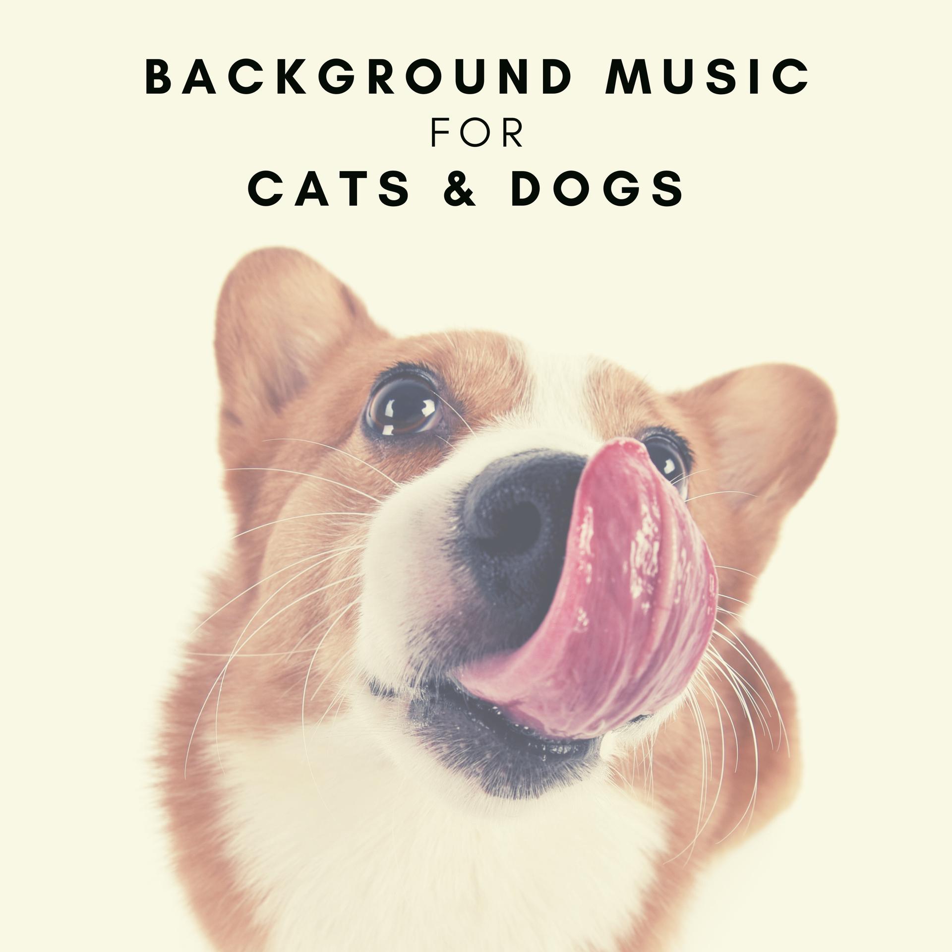 soft-piano-for-pets-at-home-jingle-cats-music-for-cats-to-sleep-to