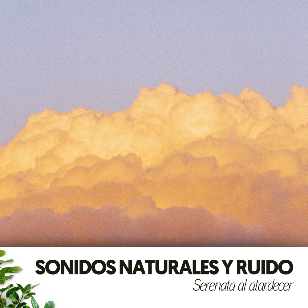 Frecuencias Relajantes Para El Atardecer Sonidos NaturalezaThe Nature