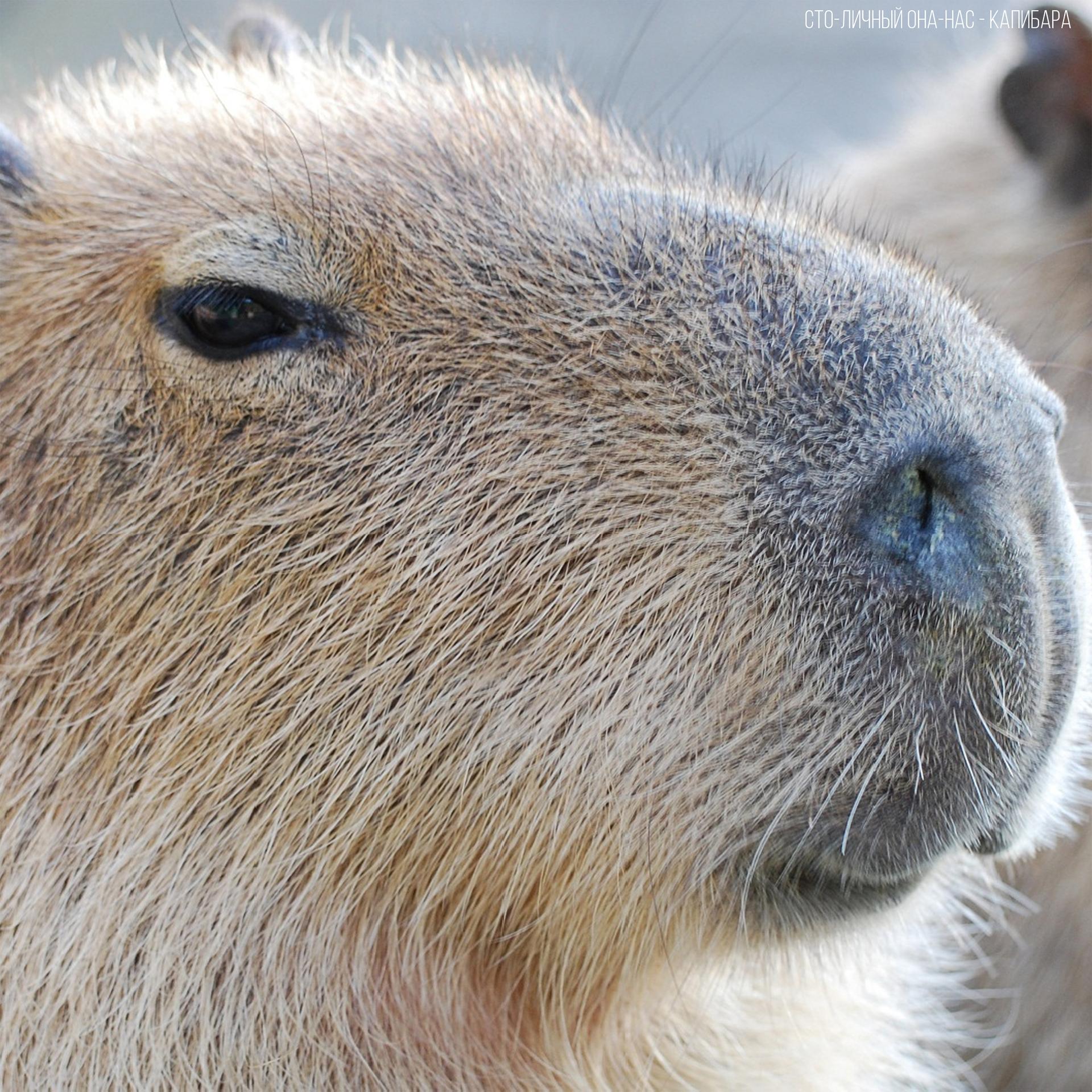  Can You Have a Pet Capybara? Exploring the Pros and Cons of Keeping These Unique Animals at Home