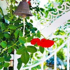 neighbor's garden歌手:羽肿发行时间:2016-10-29简介:羽肿最新专辑