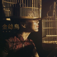 金丝鸟
