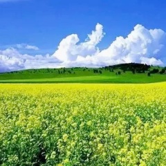 李彦秋 油菜花开