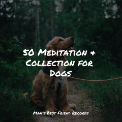 我的位置>首页>专辑>50meditation&collectionfordogs>240_240