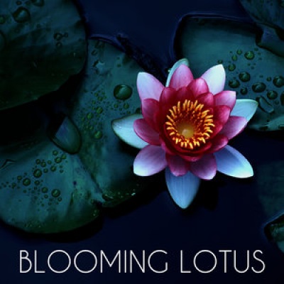 Blooming Lotus