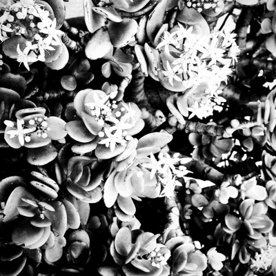 Rose - A1